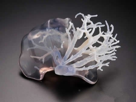 以光聚合树脂为原料3D打印的透明肝脏模型