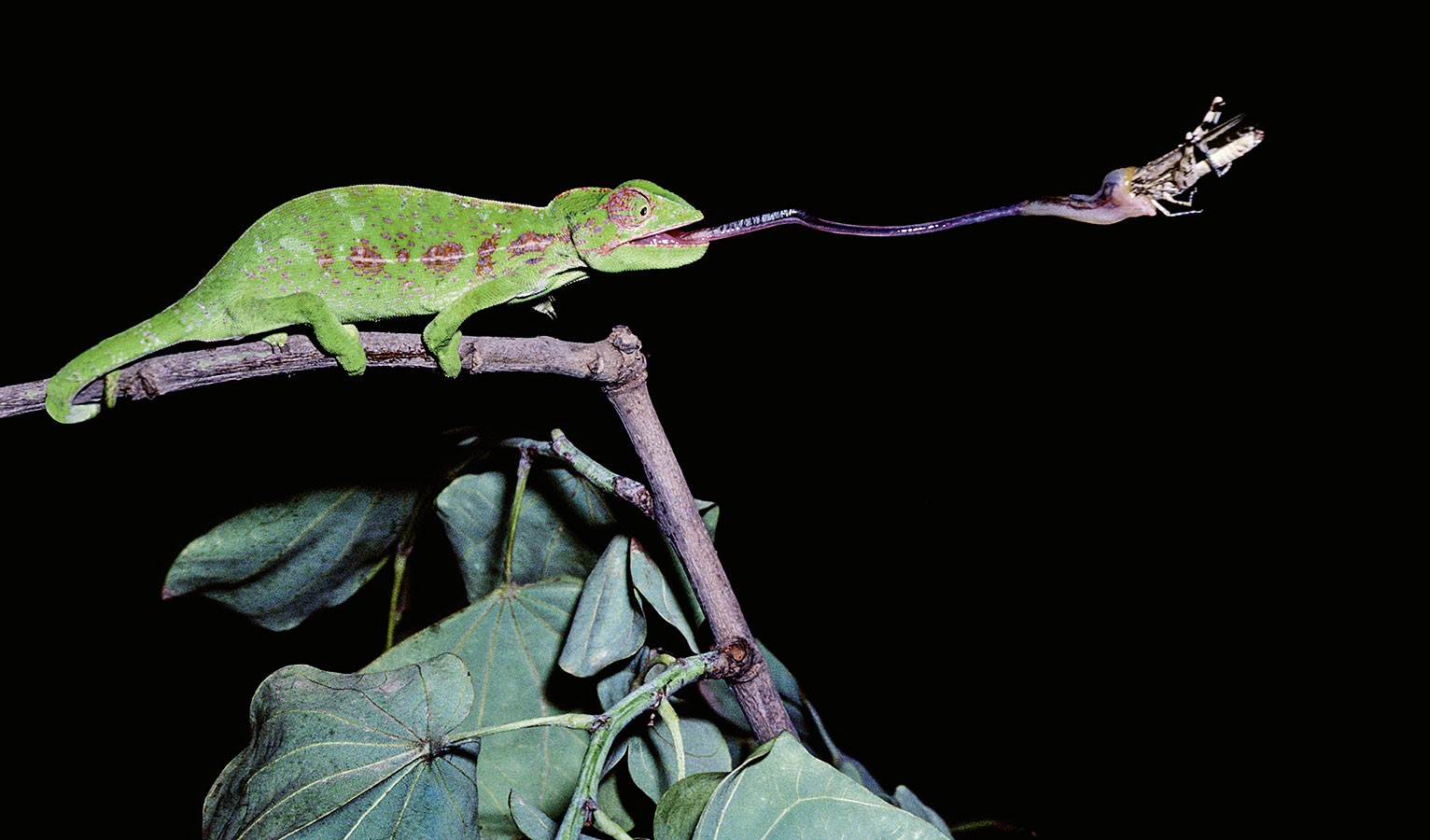 变色龙舌头抓取形状自适应,圆形,脆弱工件"手到擒来"与市面上那些只能