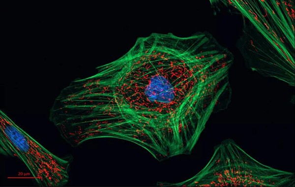 蔡司3D光学显微镜赢得细胞显微领域新突破