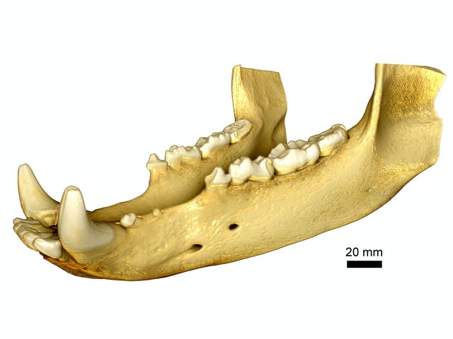 Full field of view imaging of a bear jaw